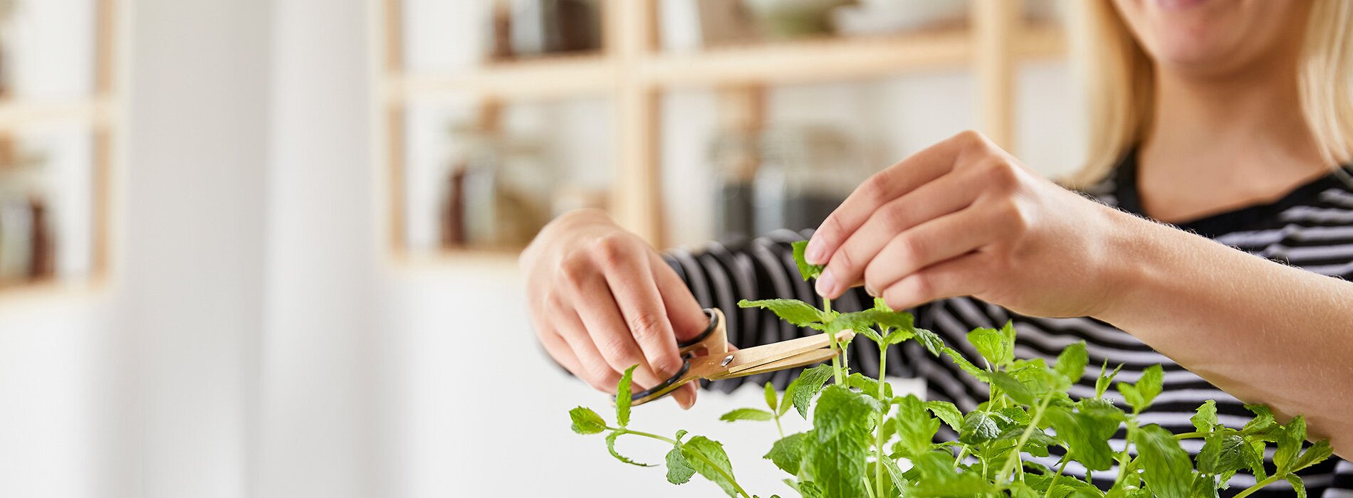 Kruidenpot header